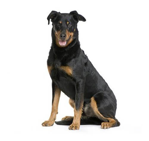 Working beauceron breeders sale
